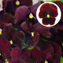 Afbeelding van Viola P9 Grootbloemig Red blotch